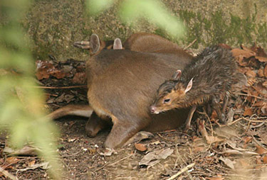 New Born Muntjac